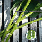 Hydrangea Artificial Flowers Real Touch Latex 19 inch Large Hydrangea